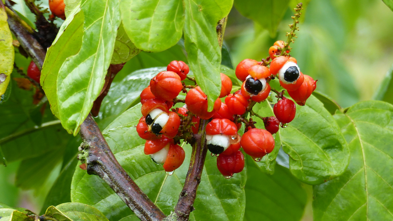 Benefícios do Guaraná
